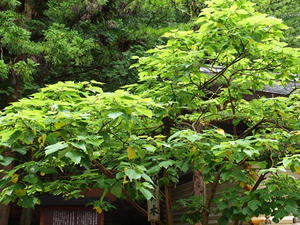 P7293256shuusei.JPG
