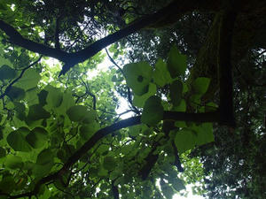P7293265shuusei.JPG