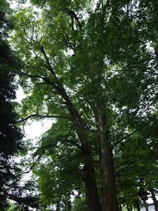 P7293310shuusei.JPG
