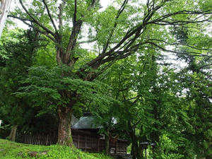 P7293337shuusei.JPG