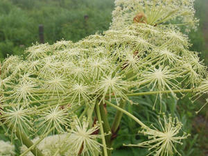 P7293418shuusei.JPG