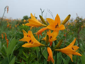 P7293628shuusei.JPG