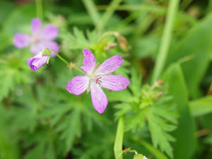 P7293633shuusei.JPG