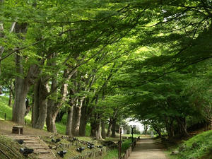 P8250082shuusei.JPG