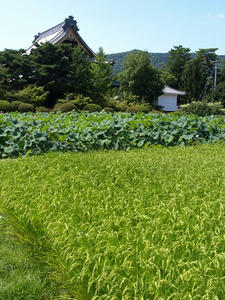 P8250210shuusei.JPG