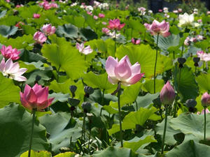 P8250211shuusei.JPG