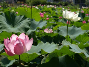 P8250214shuusei.JPG
