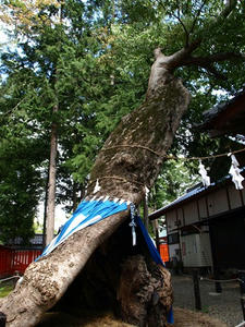 P8250357shuusei.JPG