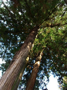 P8250463shuusei.JPG