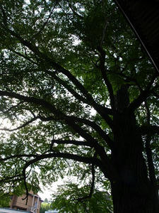 P8250471shuusei.JPG