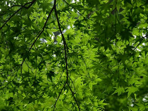 P8250500shuusei.JPG