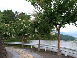 P8250543shuusei.JPG