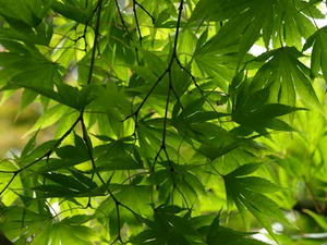 P8250567shuusei.JPG