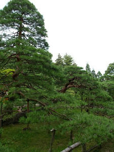 P8250582shuusei.JPG