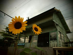 P8250648shuusei.JPG