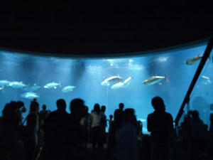 P8302224shuusei.JPG