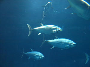 P8302269shuusei.JPG
