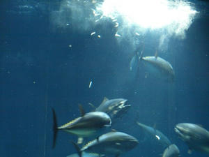 P8302324shuusei.JPG