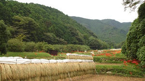 P9234480shuusei.JPG