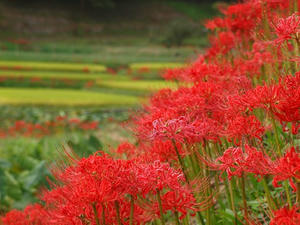 P9234524shuusei.JPG