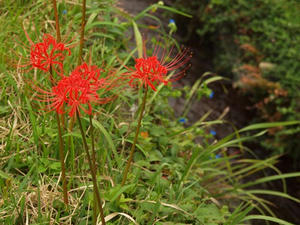P9234544shuusei.JPG