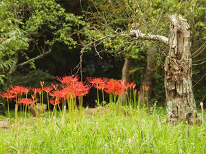 P9234545shuusei.JPG
