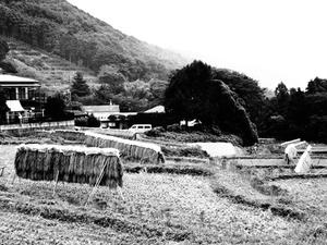 P9234533shuusei.JPG