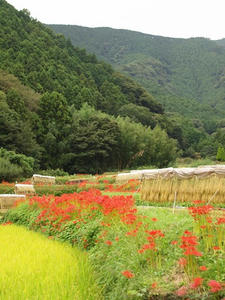 P9234559shuusei.JPG
