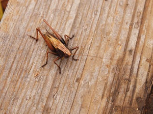 PA075089shuusei.JPG