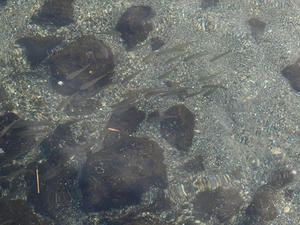PA145391shuusei.JPG