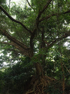 PA145500shuusei.JPG