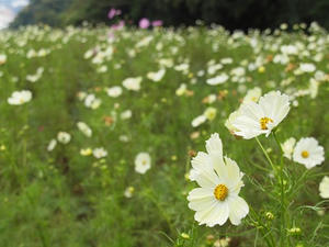 PA145669shuusei.JPG