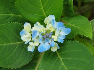 PA145697shuusei.JPG
