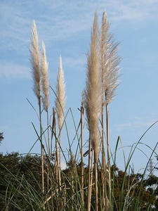 PA145703shuusei.JPG