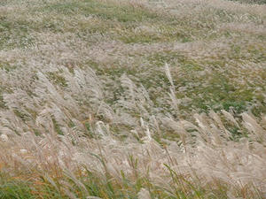 PA205940shuusei.JPG