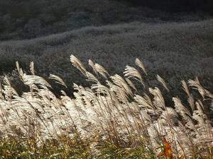 PA205961shuusei.JPG