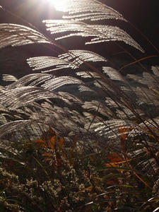 PA205949shuusei.JPG