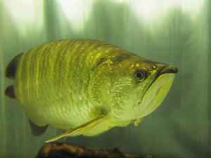 PA206330shuusei.JPG