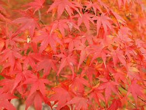 PB181435shuusei.JPG