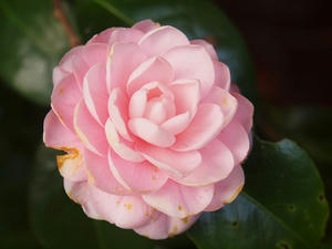 PB109572shuusei.JPG