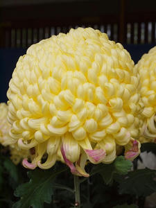 PB140205shuusei.JPG