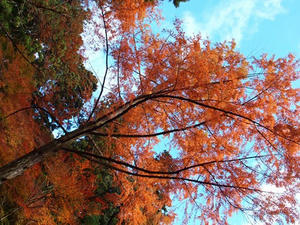 PB181104shuusei.JPG