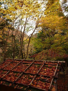 PB181142shuusei.JPG