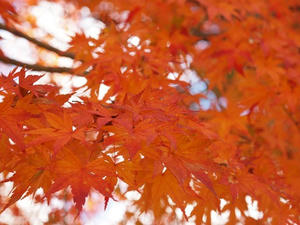 PB181180shuusei.JPG