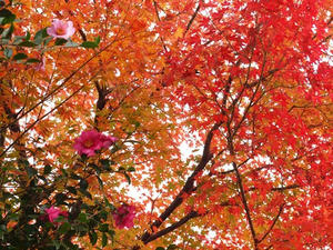 PB242102shuusei.JPG