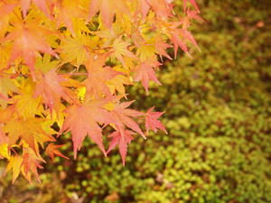 PB242118shuusei.JPG