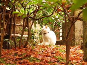 PB242343shuusei.JPG