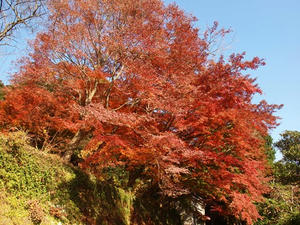 PC025365shuusei.JPG