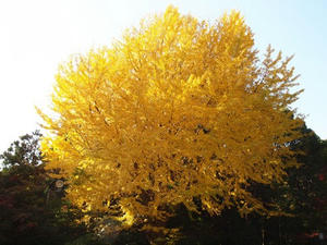 PC025466shuusei.JPG