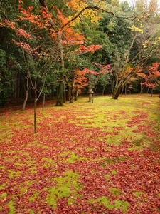 PB242655shuusei.JPG